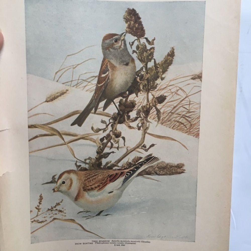 Antique Ornithological Bird Print Original 1913 - Picture 12 of 14